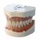 Dientes Reposición para Tipodonto Tipo Frasaco ANA4 28 Uds.